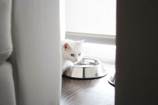 White cat eating from a stainless steel bowl